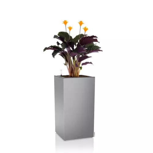 Lechuza CANTO Premium Kolumna 40 LED srebrny metalik calathea rufibarbara